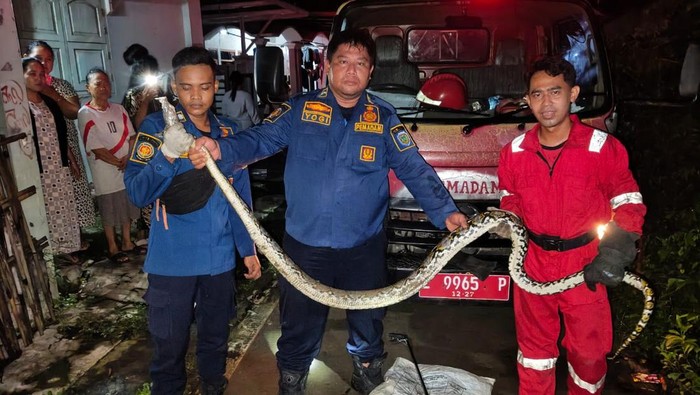 Petugas Damkar Indramayu saat mengevakuasi ular.
