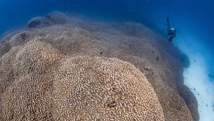 Terumbu Karang Terbesar di Dunia. (Foto: National Geographic)