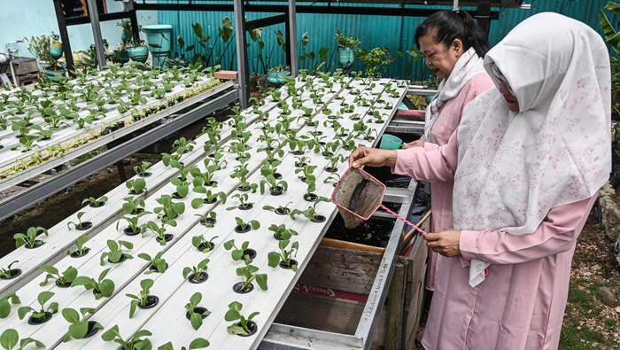 Warga menanam sayur pakcoy di rumah produksi Kelompok Wirausaha Wanita (Wirani) Rejosari, Dumai, Riau, Jumat (21/11/2025). Kelompok Wirausaha Wanita binaan Kilang Pertamina Internasional Unit Dumai tersebut memanfaatkan lahan tidur menjadi kebun hidroponik berkapasitas 400 lubang tanam pakcoy disertai budi daya aquaponik ikan patin dan lele yang hasil panennya diolah menjadi beragam produk makanan bergizi untuk mendukung program Pemberian Makanan Tambahan (PMT) bagi anak dan lansia. ANTARA FOTO/Sulthony Hasanuddin/nz