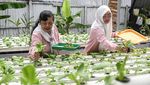 Warga Dumai Olah Lahan Tidur Jadi Kebun Hidroponik Pakcoy dan Aquaponik Ikan