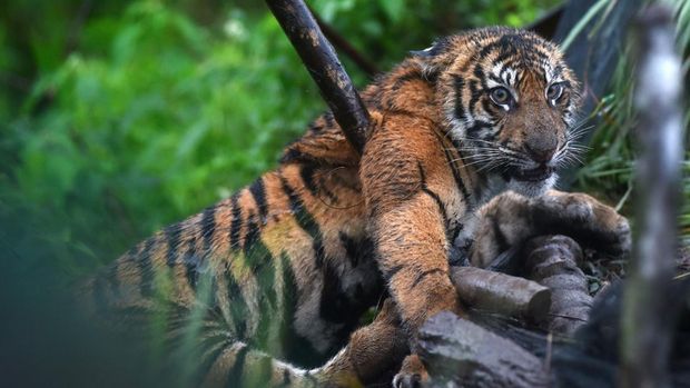 Evakuasi Harimau Sumatera Terjebak Jerat di Agam Seekor harimau Sumatera (panthera Tigris Sumatrae) terkena jerat di ladang masyarakat di Nagari Palupuah, Agam, Sumatera Barat, Sabtu (22/11/2025). Tim BKSDA Sumatera Barat mengupayakan penyelamatan harimau Sumatera yang terkena jerat babi yang dipasang di sekitar ladang masyarakat untuk kemudian dievakuasi ke kebun binatang Bukittinggi untuk observasi. ANTARA FOTO/Iggoy el Fitra/rwa.