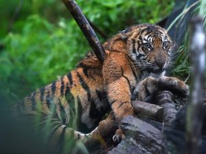 Populasi Harimau Sumatera Tertekan, Pakar IPB Beberkan Dampaknya Jika Punah
