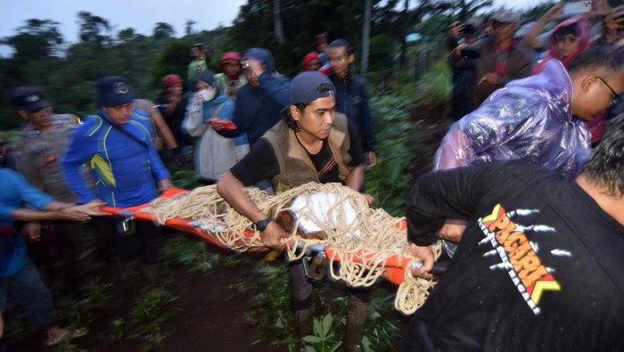 Seekor harimau Sumatera (panthera Tigris Sumatrae) terkena jerat di ladang masyarakat di Nagari Palupuah, Agam, Sumatera Barat, Sabtu (22/11/2025). Tim BKSDA Sumatera Barat mengupayakan penyelamatan harimau Sumatera yang terkena jerat babi yang dipasang di sekitar ladang masyarakat untuk kemudian dievakuasi ke kebun binatang Bukittinggi untuk observasi.  ANTARA FOTO/Iggoy el Fitra/rwa.