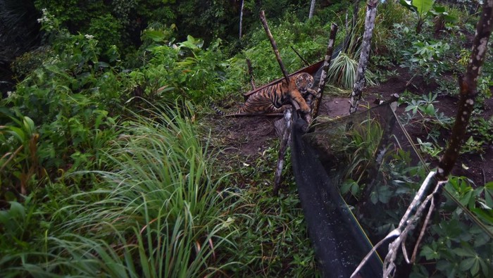 Seekor harimau Sumatera (panthera Tigris Sumatrae) terkena jerat di ladang masyarakat di Nagari Palupuah, Agam, Sumatera Barat, Sabtu (22/11/2025). Tim BKSDA Sumatera Barat mengupayakan penyelamatan harimau Sumatera yang terkena jerat babi yang dipasang di sekitar ladang masyarakat untuk kemudian dievakuasi ke kebun binatang Bukittinggi untuk observasi. ANTARA FOTO/Iggoy el Fitra/rwa.
