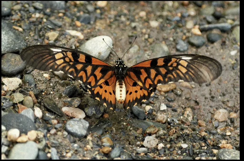 Giant African Swallowtail
