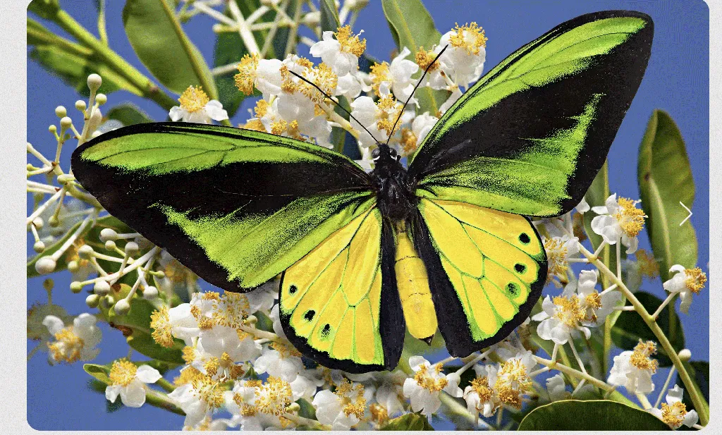 Goliath birdwing, Ornithoptera goliath, female.