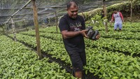 Petani di Ternate, Maluku Utara, membawa bibit pala yang dibudidayakan sebagai bagian dari upaya hilirisasi untuk meningkatkan kesejahteraan masyarakat. ANTARA FOTO/Andri Saputra