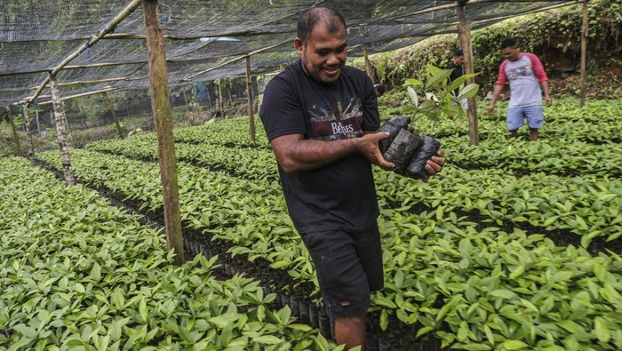 Petani mengupas buah pala sebelum proses penjemuran di Kelurahan Sulamadaha Ternate, Maluku Utara, Minggu (23/11/2025). Menurut petani harga  komoditas biji pala di daerah tersebut mencapai Rp90 ribu per kilogram sementara untuk fuli atau selaput tipis biji pala dijual dengan harga Rp250 ribu per kilogram dan selanjutnya diolah sebagai bumbu masak, bahan baku kosmetik dan parfum. ANTARA FOTO/Andri Saputra/bar