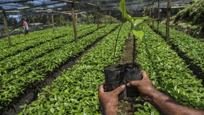 Petani mengupas buah pala sebelum proses penjemuran di Kelurahan Sulamadaha Ternate, Maluku Utara, Minggu (23/11/2025). Menurut petani harga  komoditas biji pala di daerah tersebut mencapai Rp90 ribu per kilogram sementara untuk fuli atau selaput tipis biji pala dijual dengan harga Rp250 ribu per kilogram dan selanjutnya diolah sebagai bumbu masak, bahan baku kosmetik dan parfum. ANTARA FOTO/Andri Saputra/bar