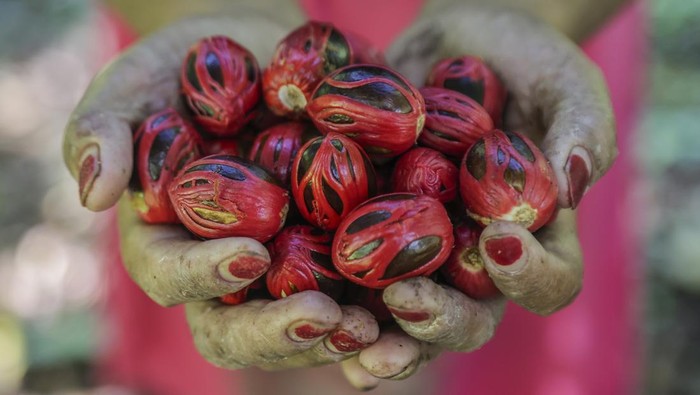 Petani mengupas buah pala sebelum proses penjemuran di Kelurahan Sulamadaha Ternate, Maluku Utara, Minggu (23/11/2025). Menurut petani harga  komoditas biji pala di daerah tersebut mencapai Rp90 ribu per kilogram sementara untuk fuli atau selaput tipis biji pala dijual dengan harga Rp250 ribu per kilogram dan selanjutnya diolah sebagai bumbu masak, bahan baku kosmetik dan parfum. ANTARA FOTO/Andri Saputra/bar