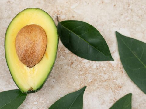 Ilustrasi daun alpukat