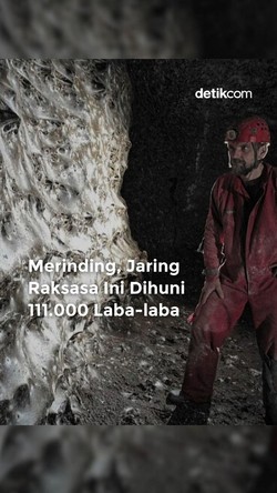 Video: Jaring Raksasa Ini Dihuni 11.000 Laba-laba