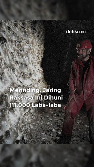 Video: Jaring Raksasa Ini Dihuni 11.000 Laba-laba