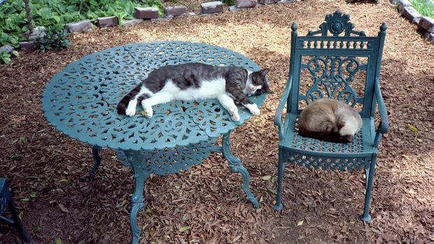 Kucing-kucing di Hemingway House di Key West, Florida.