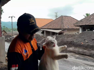2 Anabul Dievakuasi Usai Terjebak 4 Hari Akibat Erupsi Semeru