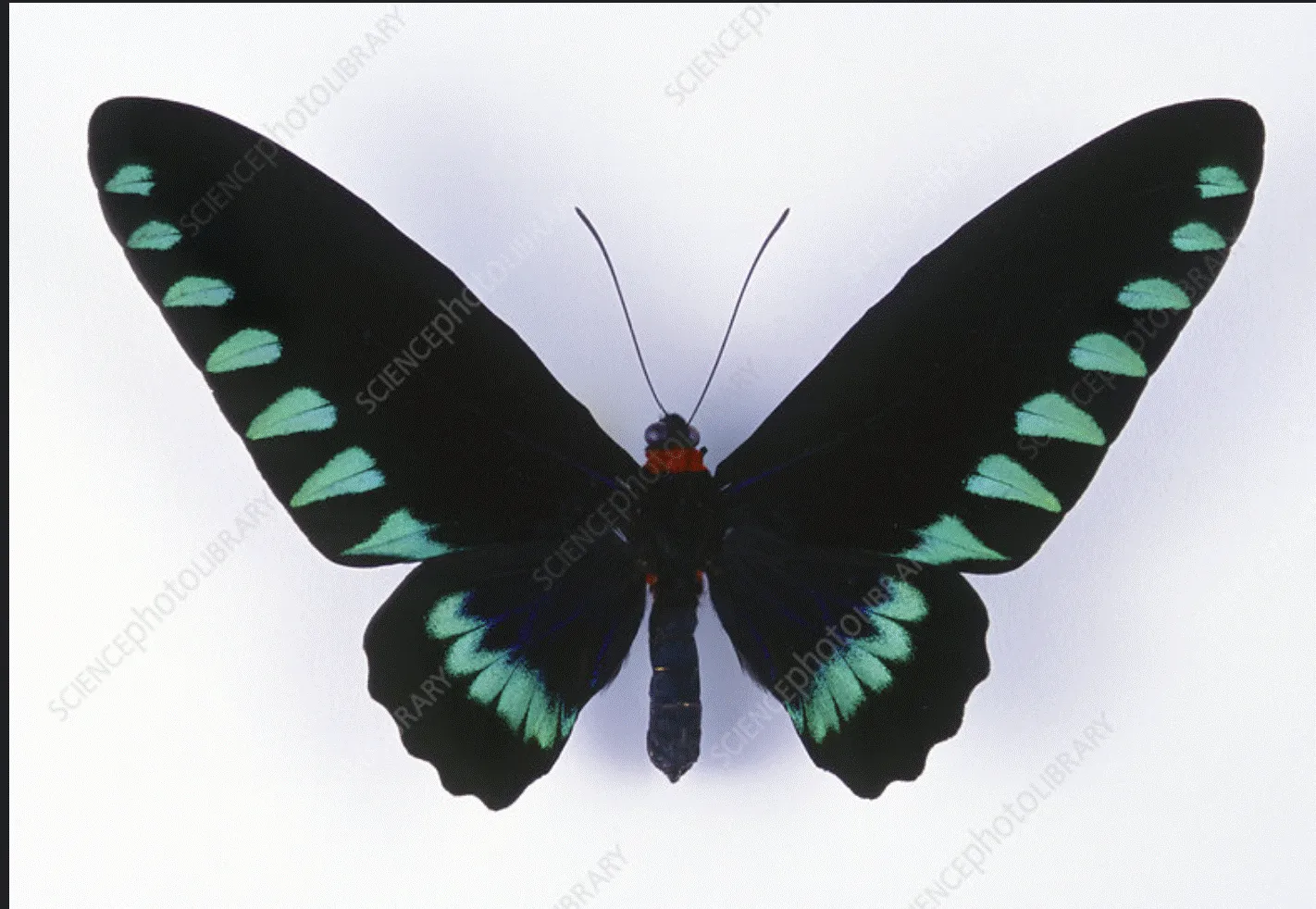 Palawan Birdwing