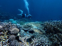 Pesona Bawah Laut Tomia Dongkrak Wisata Wakatobi