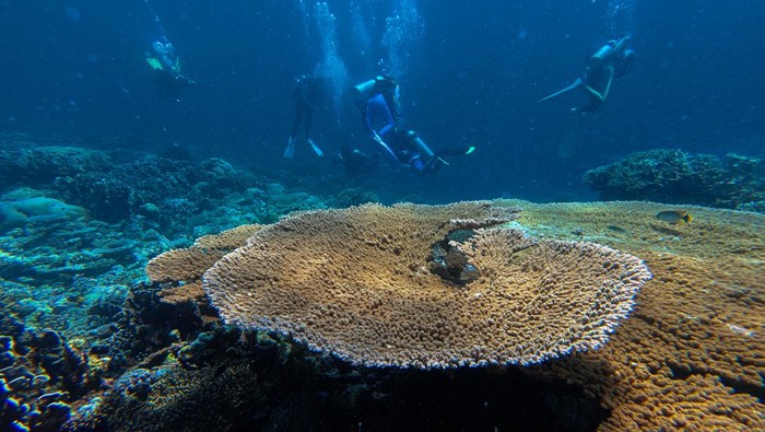 Wisatawan menikmati keindahan bawah laut di Pulau Tomia, Kabupaten Wakatobi, Sulawesi Tenggara, Minggu (23/11/2025). Dinas Pariwisata Provinsi Sulawesi Tenggara mencatat perjalanan wisatawan nusantara sejak Januari hingga September 2025 mencapai lebih dari 9,8 juta orang, sementara wisatawan mancanegara di tahun ini diprediksi meningkat sekitar 20 persen dari tahun 2024 sebanyak 3.225 orang dengan tujuan terbesar di Kabupaten Wakatobi. ANTARA FOTO/Jojon/bar