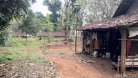 Rumah mereka pun jauh dari kata layak huni. Lantainya tanah, dindingnya bambu, dan tanpa plafon.
