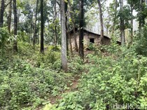 Manusia Hutan Mojokerto-Jombang Bisa Panen 8 Ton Jagung di Musim Hujan