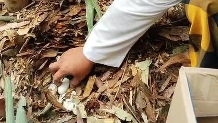 Temuan puluhan telur diduga jenis king cobra di kebun bambu warga Banjar Kambang, Desa Bongkasa, Kecamatan Abiansemal, Badung, Minggu (23/11/2025). (Dok. pribadi I Wayan Mura, pemilik kebun bambu)