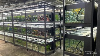 Nickz Aquascape, Ruang Kehidupan Mini di Balik Kaca