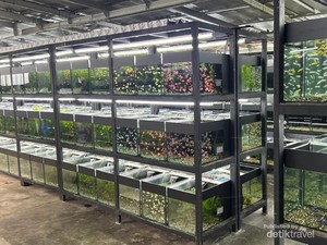 Nickz Aquascape, Ruang Kehidupan Mini di Balik Kaca
