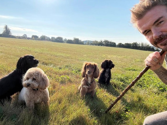 David Beckham dan kegiatannya di rumah.