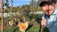 David Beckham foto bareng ayam-ayam peliharaannya yang sedang bermain di kebun pribadinya. Foto: Instagram @davidbeckham