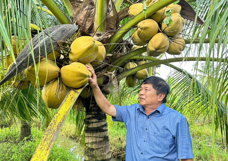 Kisah petani sukses Modal Hadiah 10 Gram Emas, Pria Ini Sukses Garap Sawah dan Kebun Kelapa