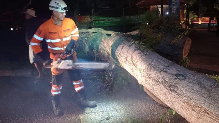 Pohon Tumbang di Bogor