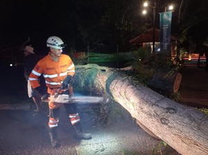 Pohon Tumbang Timpa Pemotor dan Mobil di Kota Bogor, 1 Orang Terluka