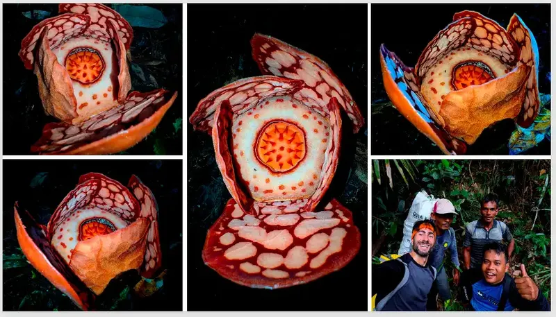 Penemuan bunga langka Rafflesia hasseltii di Sumatera Utara, beberapa waktu lalu bikin heboh dunia maya.