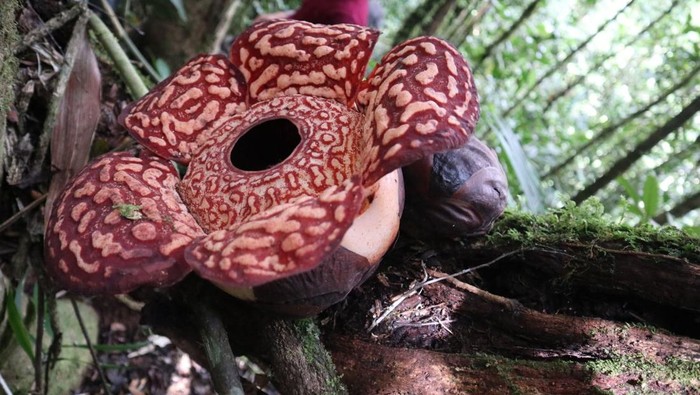 Rafflesia Pricei yang ditemukan mekar di Taman Nasional Kayan Mentarang, Nunukan, Kaltara.
