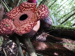 Rafflesia Pricei Pernah Jadi Pakan Anjing, Kini Ikon Wisata Krayan Nunukan