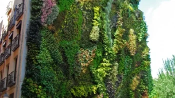 Vertical Garden — Patrick Blanc, Madrid, Spanyol. Foto: StreetArtUtopia