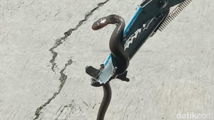 Ular kobra Jawa di Delanggu, Klaten, Senin (24/11/2025).