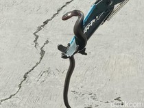 Hii! Ular Kobra Jumbo Terciduk Mangsa Telur Entok di Klaten