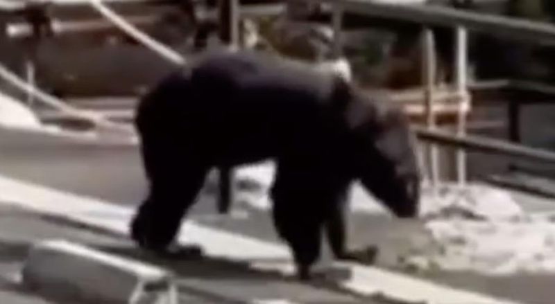 Wajahnya Berlumuran Darah, Chef Ini Tetap Kerja usai Diserang Beruang Chef Ramen Ini Tetap Kerja usai Diserang Beruang