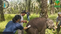 Sedih, Anak Gajah Laila Mati di Pusat Konservasi