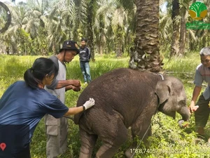 Anak Gajah di PKG Sebanga Mati gegara Terinfeksi EEHV, Ini Cara Mencegahnya