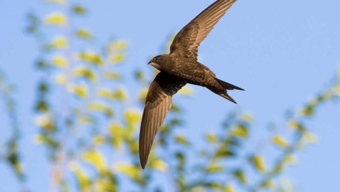 common swift (Apus apus) atau kapinis, sejenis burung keluarga walet