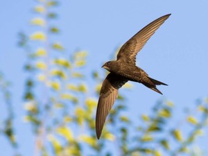 Burung Ini Bisa Terbang 10 Bulan Tanpa Henti, Bagaimana Caranya Makan dan Tidur?