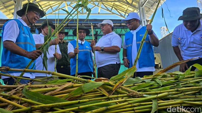 Dirut PLN IP Bernadus Sudarmanta saat melakukan penanaman Sorgum di Palabuhanratu