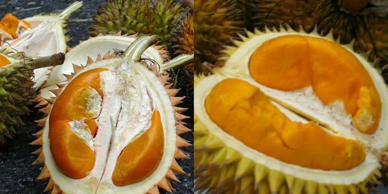 Durian Kalimantan
