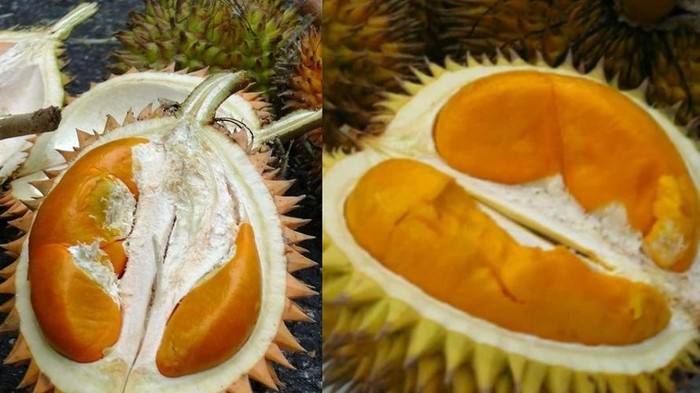 Durian Kalimantan