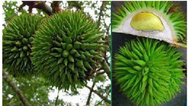 Durian Kalimantan