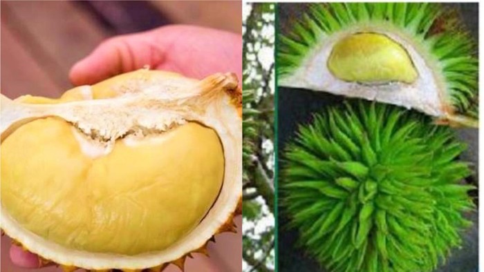 Durian Kalimantan