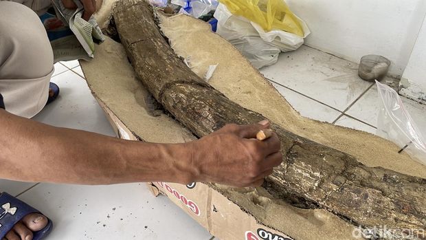 Fosil gading gajah purba jenis Stegodon Trigonochepalus yang telah dibawa ke Museum Patiayam Kudus, Selasa (25/11/2025). Fosil gading gajah purba jenis Stegodon Trigonochepalus yang telah dibawa ke Museum Patiayam Kudus, Selasa (25/11/2025).