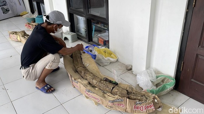 Fosil gading gajah purba jenis Stegodon Trigonochepalus yang telah dibawa ke Museum Patiayam Kudus, Selasa (25/11/2025).